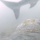 Imagen para el artículo titulado Capturan por primera vez el momento en que una tortuga se defiende del ataque de un tiburón tigre